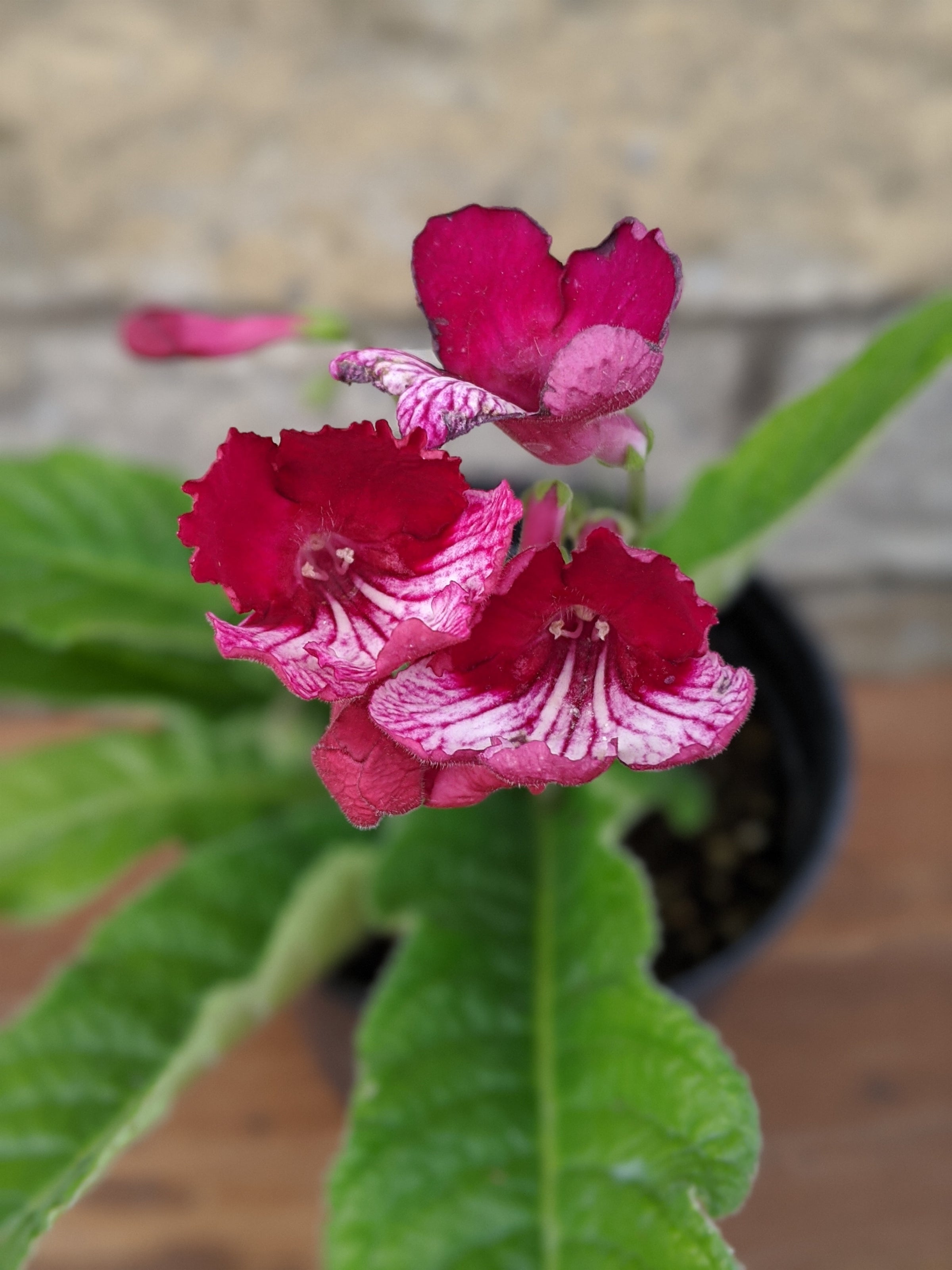 Streptocarpus lady online slipper